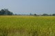 Thailand: Rice fields around Ban Na Pa Nat Tai Dam Cultural Village, Loei Province