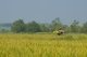 Thailand: Rice fields around Ban Na Pa Nat Tai Dam Cultural Village, Loei Province
