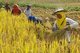 Thailand: Tai Dam farmers harvesting rice, Ban Na Pa Nat Tai Dam Cultural Village, Loei Province