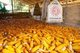 Thailand: Corn, Ban Na Pa Nat Tai Dam Cultural Village, Loei Province